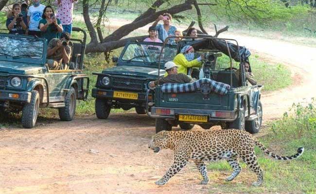 Jaipur half day Jhalana Leopard Safari