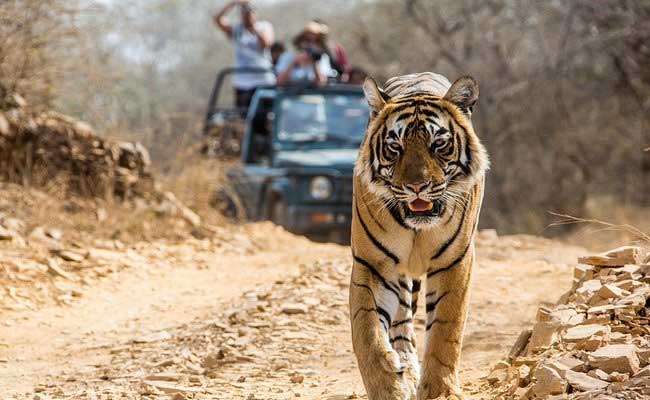 Jaipur Ranthambore Same Day Tour